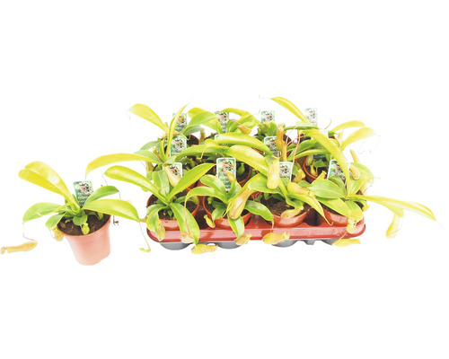 Kannenpflanze Mix FloraSelf Nepenthes H 10-15 cm Ø 9 cm Topf