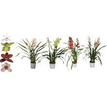 Verschiedene Cymbidium Orchideen in Töpfen