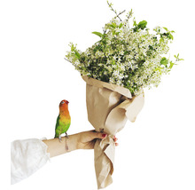 Hand hält einen Blumenstrauß mit Papier und einem kleinen Papagei
