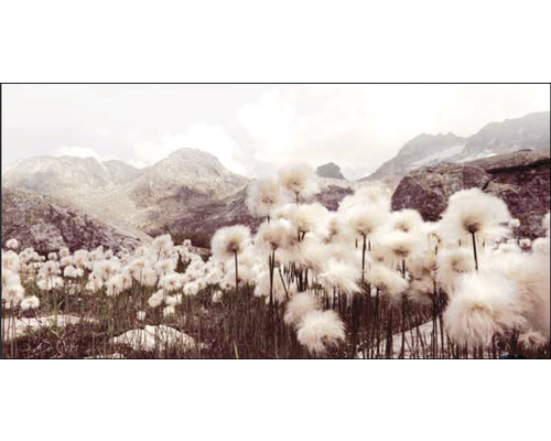 Leinwandbild Giclée Meadow Flowers V 200x100 cm Berglandschaft mit Wollgras im Vordergrund