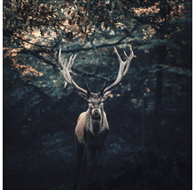 Hirsch mit Geweih im Wald