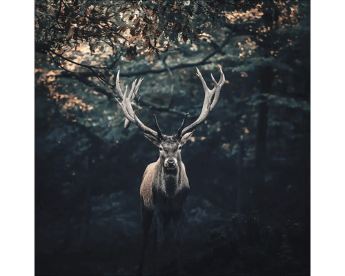 Glasbild Deer In The Dark 20x20 cm