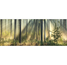Lichtstrahlen im dichten Wald