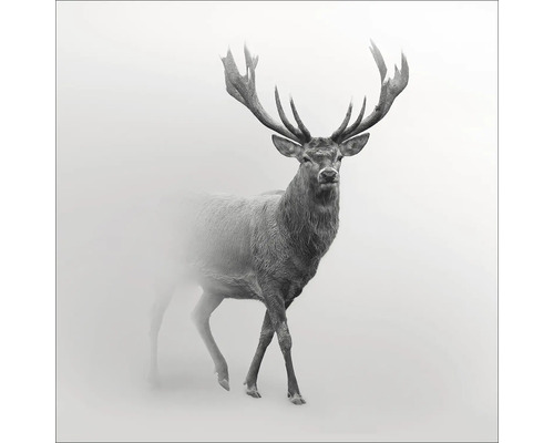 Glasbild Grey Deer V 50x50 cm