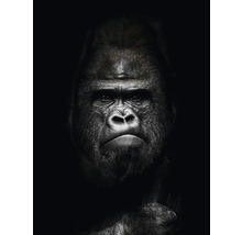 Glasbild Gorilla II 60x80 cm