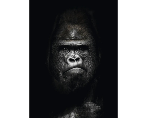 Glasbild Gorilla II 60x80 cm