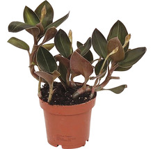 Zimmerpflanze Peperomia im Pflanztopf
