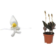 Juwelorchidee mit weißer Blüte und Topf