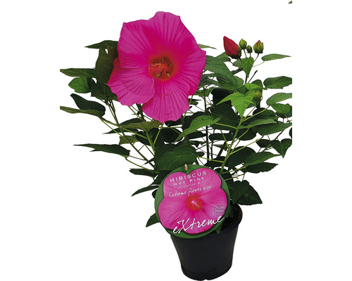 Riesenhibiskus rosa FloraSelf Hibiscus moscheutos Extreme Hot Pink H 50-60 cm Co 5 L