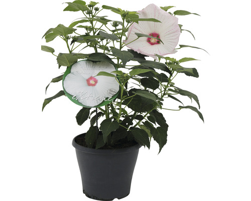 Riesenhibiskus weiß FloraSelf Hibiscus moscheutos Extreme H 50-60 cm Co 5 L