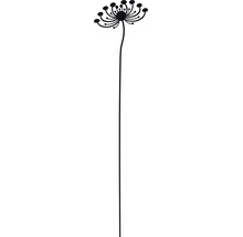 Illustration einer Dillblüte