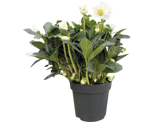 Christrose im Topf mit weißen Blüten und grünen Blättern.