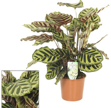 Calathea Zimmerpflanze im Topf