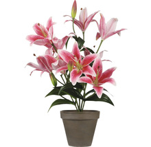 Lilien im Topf als Dekoration