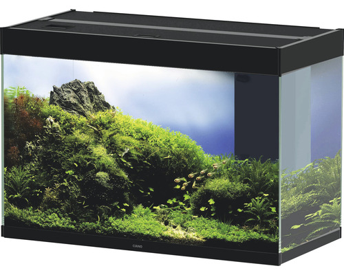 Eingerichtetes Aquarium mit Pflanzen, Felsen und Fischen