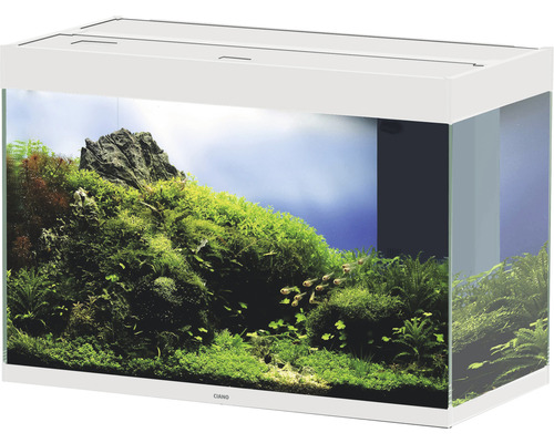 Eingerichtetes Aquarium mit Pflanzen und Fischen