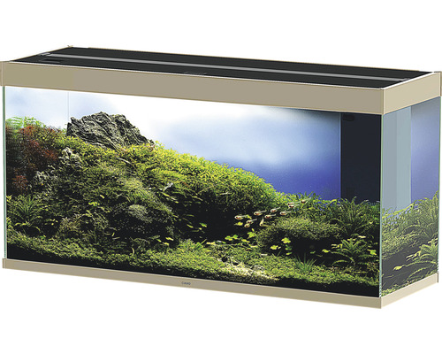 Eingerichtetes Aquarium mit Pflanzen und Fischen