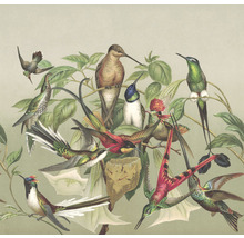 Illustration von Kolibris und Pflanzen