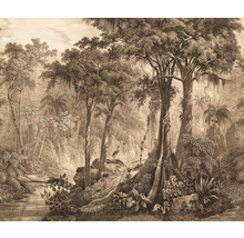 Illustration eines dichten Waldes mit Bäumen und Vegetation