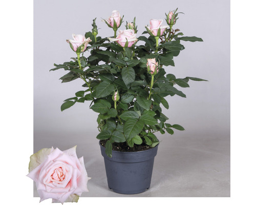 Rose im Topf mit rosa Blüten