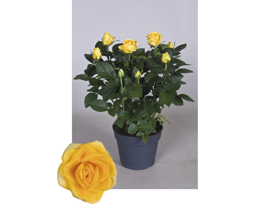 Gelbe Rose im Topf