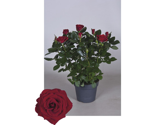 Topfrose mit roten Blüten und grünen Blättern