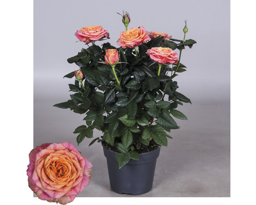 Rosenbusch mit Blüten im Topf