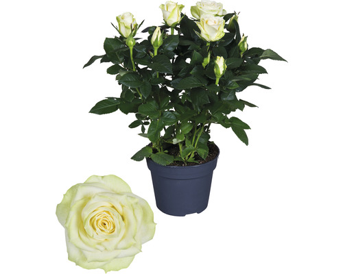 Topfrose mit hellen Blüten