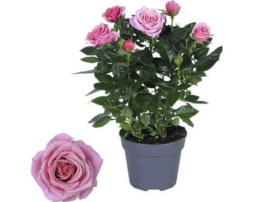 Topfrose mit rosa Blüten