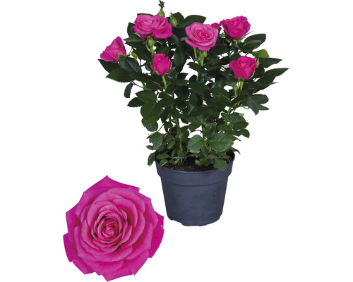 Miniaturrose im Topf mit Blüten