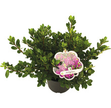 Rhododendron obtusum ''Königstein'' im Topf mit Pflanzenetikett