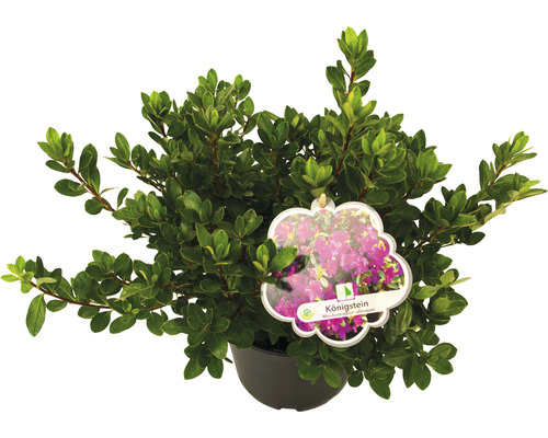 Rhododendron obtusum ''Königstein'' im Topf mit Pflanzenetikett