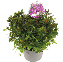 Rhododendron im Topf mit Pflanzenetikett
