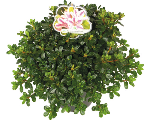 Rhododendron ''Kermesina Rosé'' im Topf