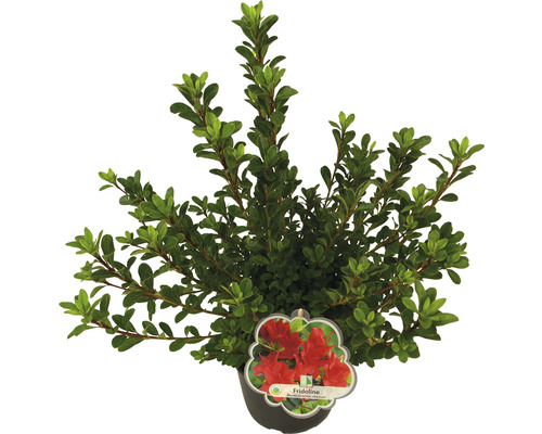 Azalee im Topf mit roter Blüte