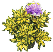 Großblumige Alpenrose FloraSelf Rhododendron Hybride 'Blattgold' H 25-30 cm Co 5 L