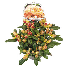 Ball-Rhododendron FloraSelf Rhododendron yakushimanum 'Barbarella' H 30-40 cm Co 5 L