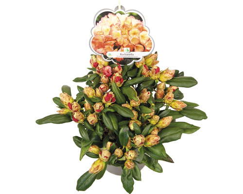 Ball-Rhododendron FloraSelf Rhododendron yakushimanum 'Barbarella' H 30-40 cm Co 5 L