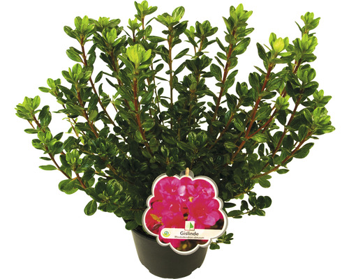 Rhododendron im Topf mit Pflanzenetikett