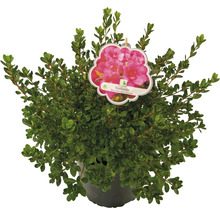 Rhododendron ''Gislinde'' im Topf