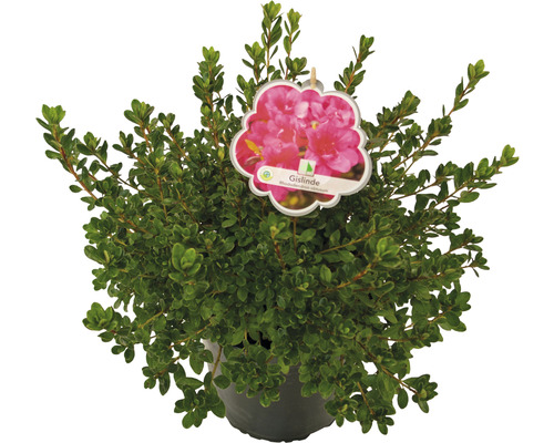 Rhododendron ''Gislinde'' im Topf