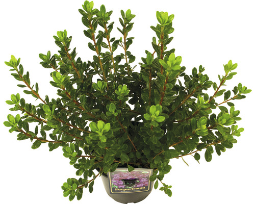 Immergrüner Zwergstrauch im Topf