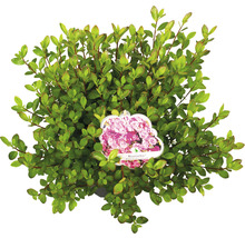 Zwergmispel ''Rosinette'' im Topf