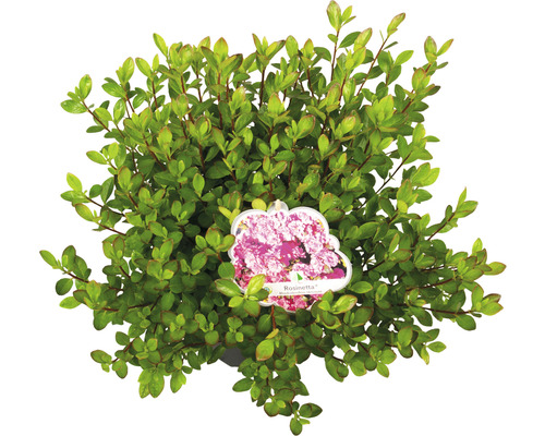 Japanische Azalee FloraSelf Rhododendron obtusum 'Rosinetta' H 30-40 cm Co 5 L Zwergmispel ''Rosinette'' im Topf