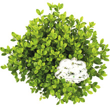 Japanische Azalee FloraSelf Rhododendron obtusum 'Schneeperle' H 30-40 cm Co 5 L