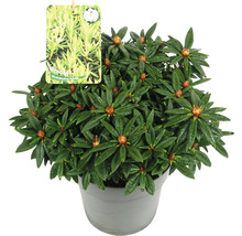 Rhododendron Hybride im Topf