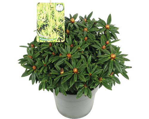 Rhododendron Hybride im Topf