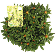 Blewbury Hybrid Rhododendron Pflanze mit Etikett