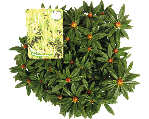 Blewbury Hybrid Rhododendron Pflanze mit Etikett