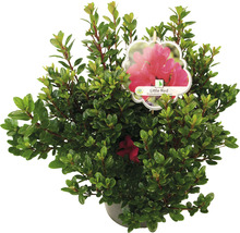 Rhododendron Little Red im Topf